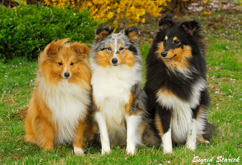 Shelties