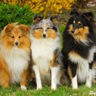 Shelties