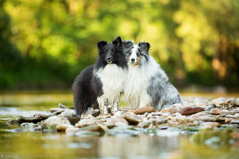 Shelties am Fluss