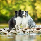 Shelties am Fluss