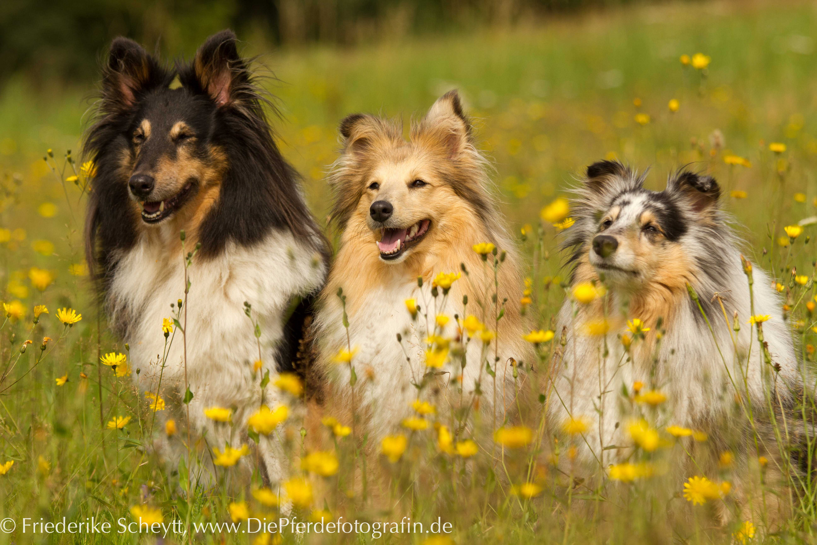 Shelties "Ashley", "Nova" und "Luna"