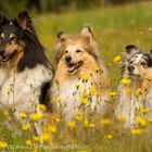 Shelties "Ashley", "Nova" und "Luna"