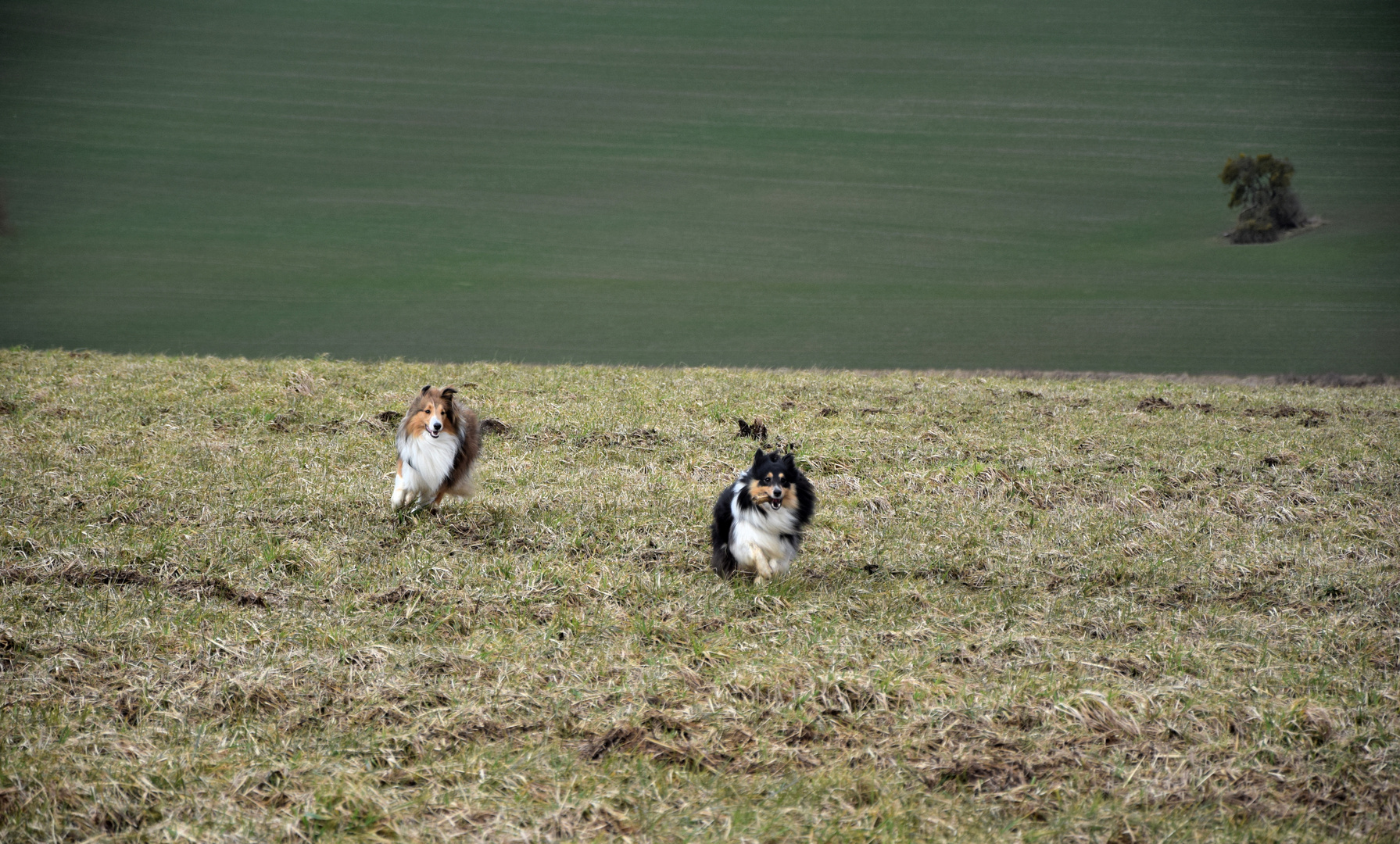 Shelties auf der Rennwiese