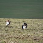 Shelties auf der Rennwiese