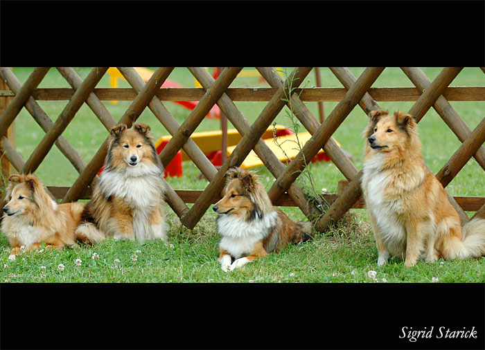 Shelties - Ausstellung Britische Hütehunde