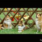 Shelties - Ausstellung Britische Hütehunde