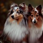 Sheltie's, eine Rasse für sich....KI