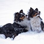 Sheltie's im Schnee