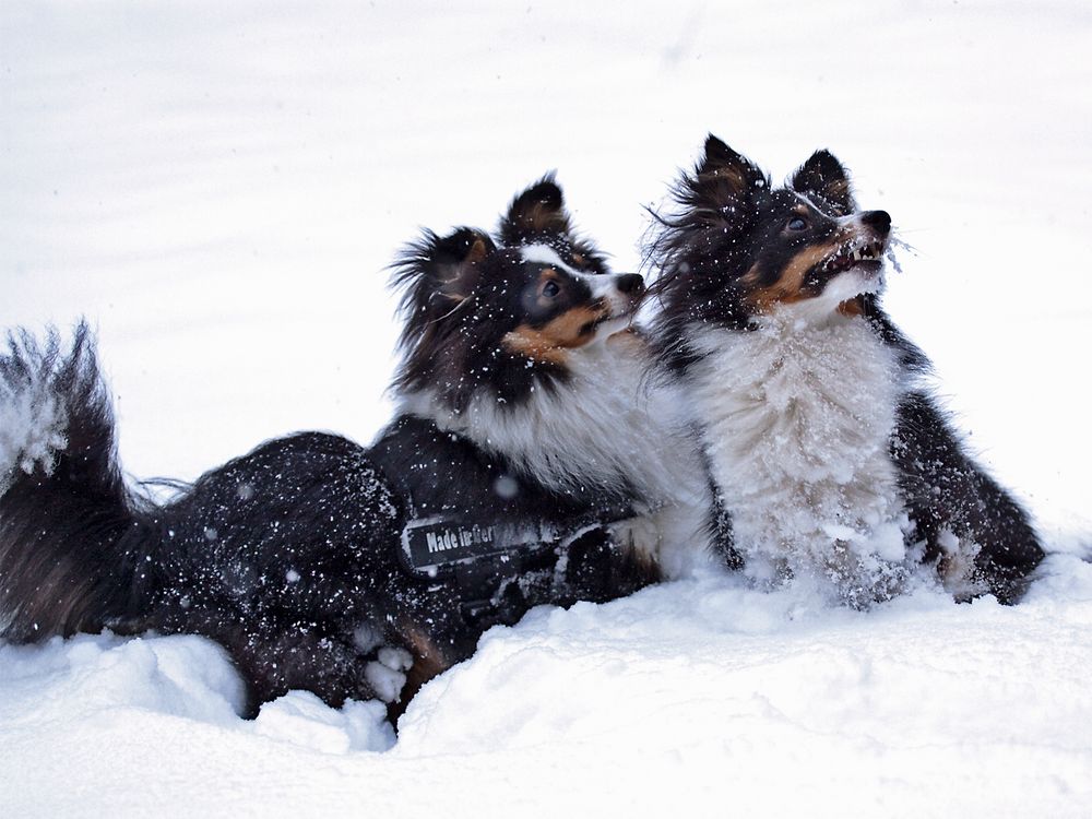 Sheltie's im Schnee