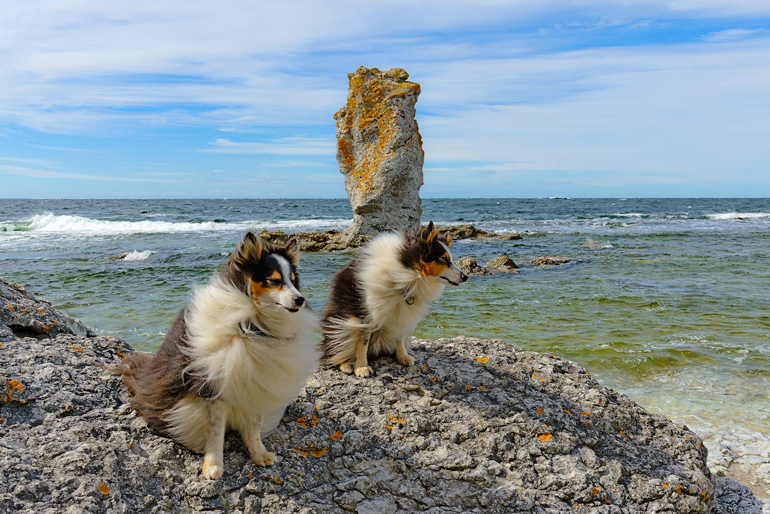 Shelties im Wind