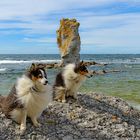 Shelties im Wind