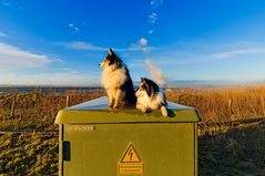 Shelties on the watch