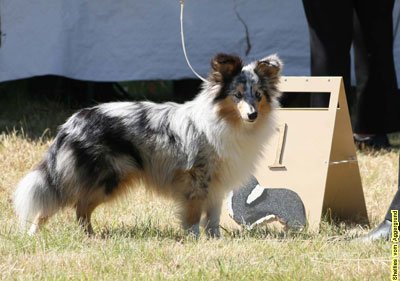 Shelties vom Aggergrund.