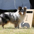 Shelties vom Aggergrund.