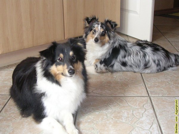 Shelties vom Aggergrund.de