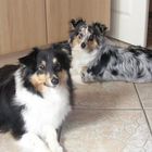 Shelties vom Aggergrund.de