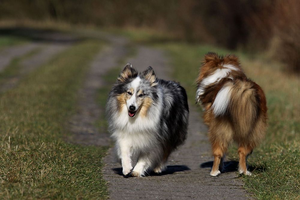 Shelties... Vorder- und Rückansicht ;-))