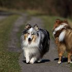 Shelties... Vorder- und Rückansicht ;-))