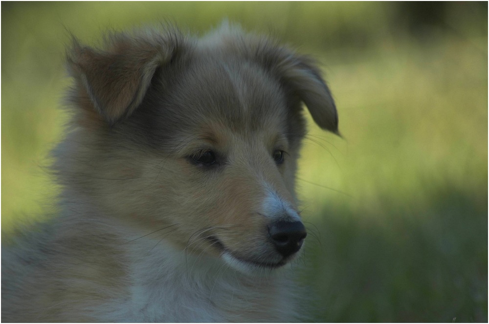 Sheltiewelpen