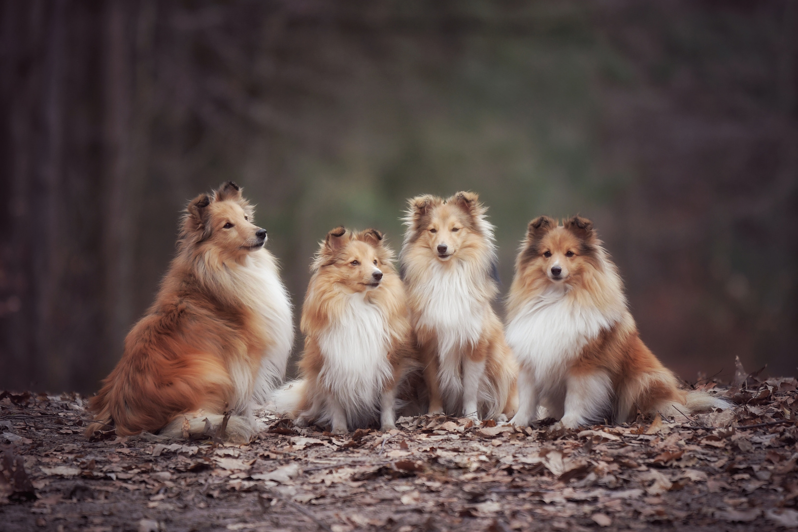 Sheltifamilie