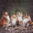 Sheltifamilie