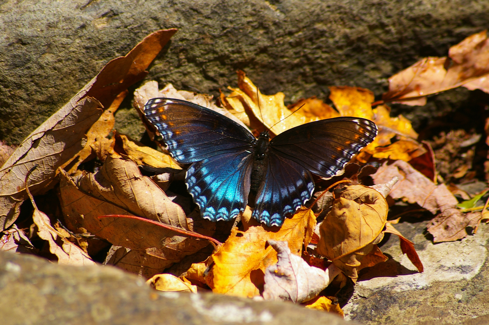 Shenandoah National Park - Schmetterling