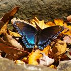 Shenandoah National Park - Schmetterling