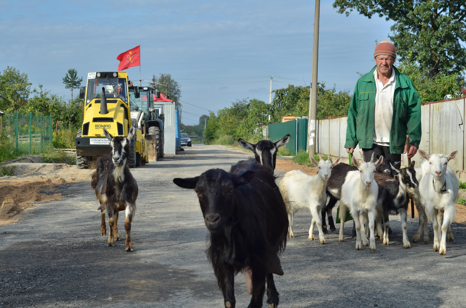 Shepherd and goats.