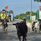 Shepherd and goats.