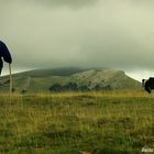 Shepherd and his dog