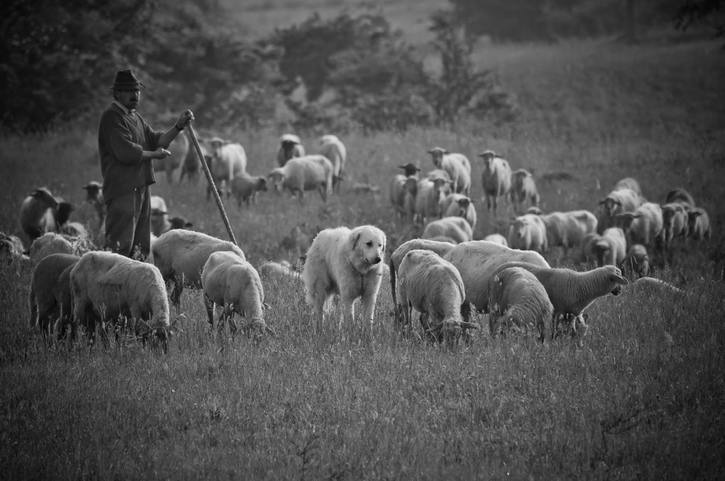 Shepherd and his mate