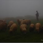 Shepherd and the flock