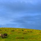 Shepherd Dog