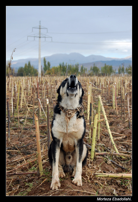 Shepherd dog