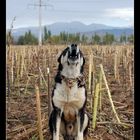 Shepherd dog