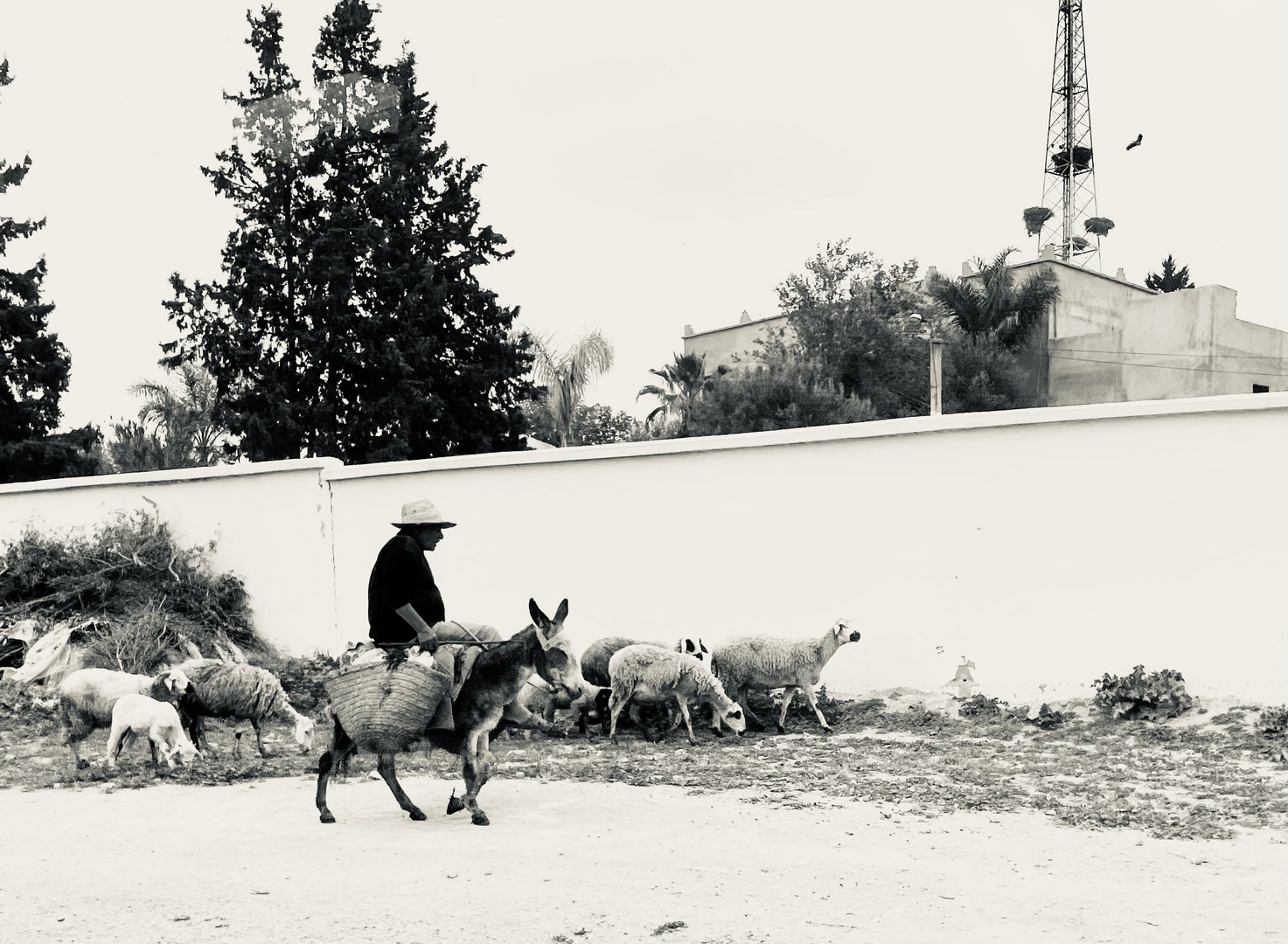 Shepherd on the road…