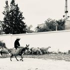 Shepherd on the road…