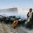 Shepherd with Goats on Rural Roads of Layyah,Pakistan