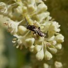 Sheppards Wespenbiene - Nomada sheppardana