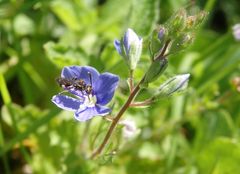 Sheppards Wespenbiene (Nomada sheppardana) auf Ehrenpreis