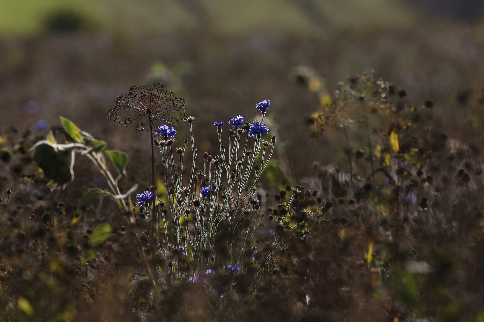 s`herbstelet 