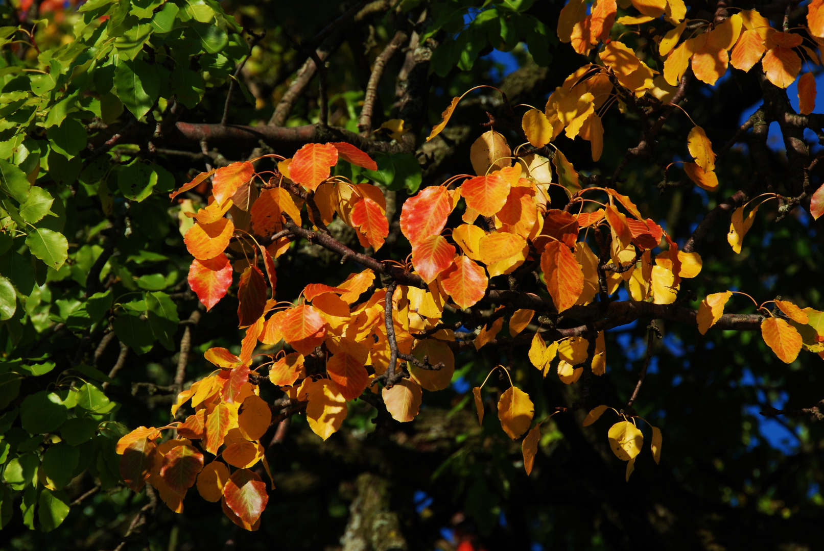 s`Herbst`lt