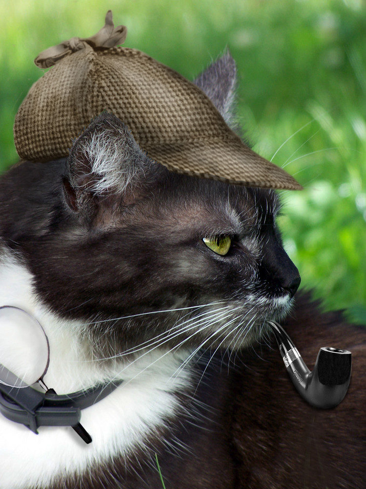 Sherlock Miau