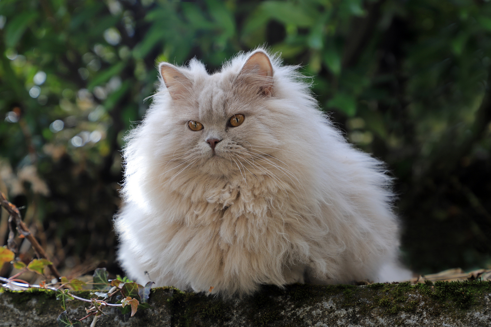 Sherry im Garten