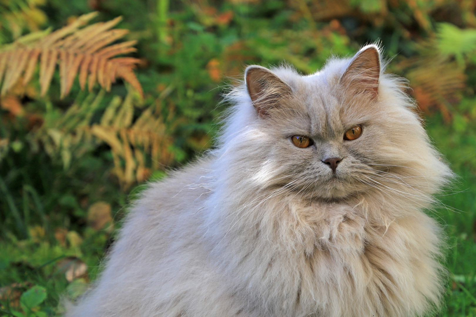 Sherry im herbstlichen Garten