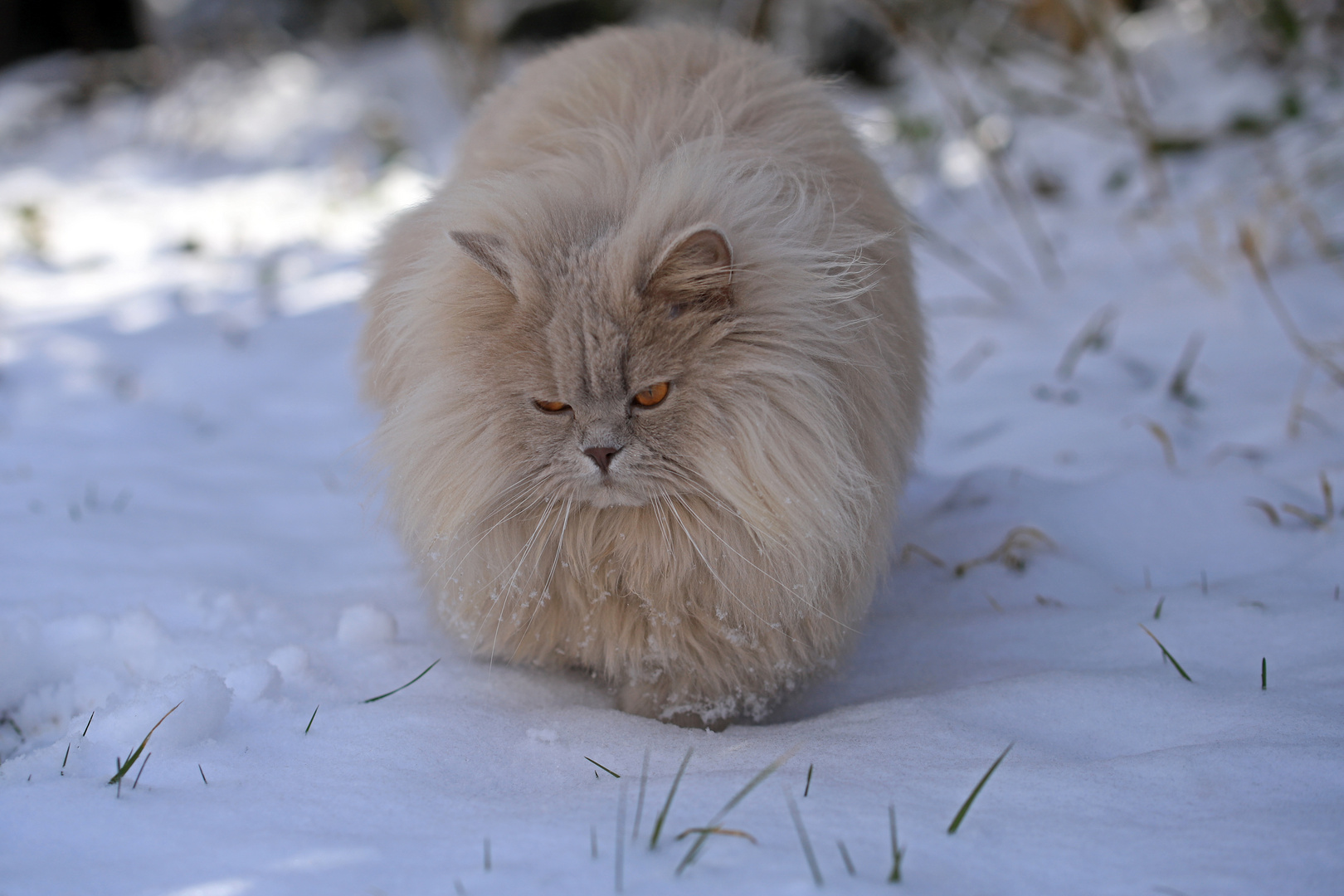 Sherry im Schnee