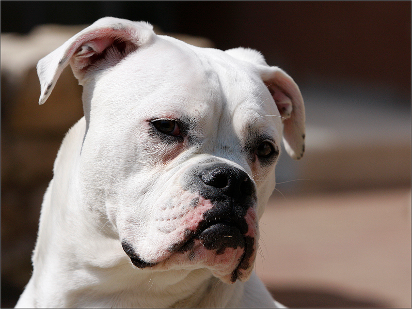 Shetan Bulls White Princess