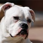 Shetan Bulls White Princess