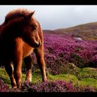 Shetland Fohlen im Natur Reservat Loch Druidibeg - South Uist