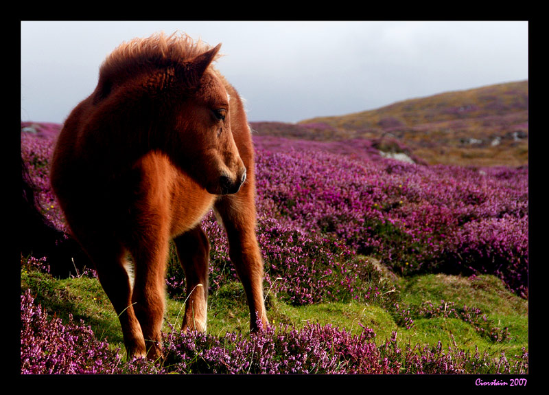 Shetland Fohlen im Natur Reservat Loch Druidibeg - South Uist